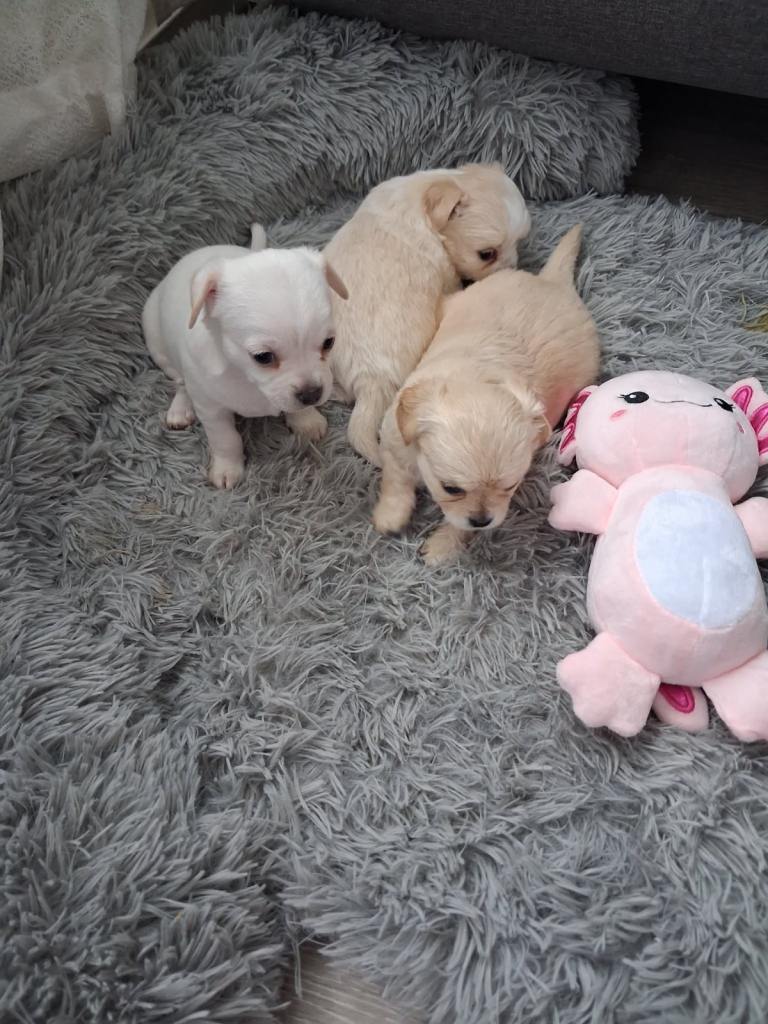 Puppy’s for sale chihuahua 
