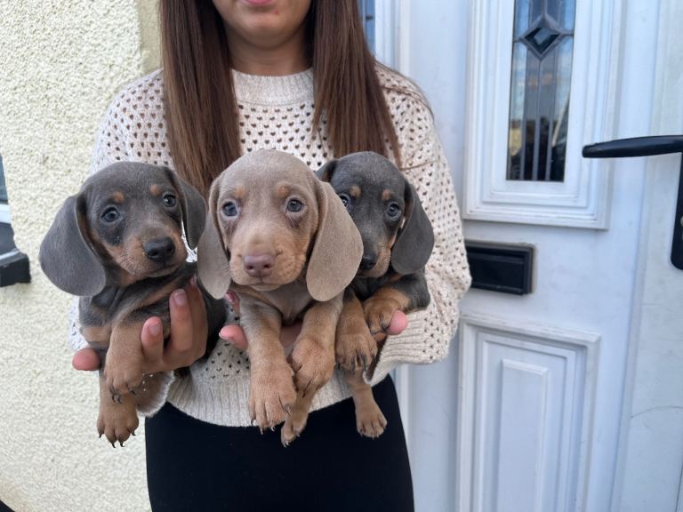Miniature Dachshund Puppies