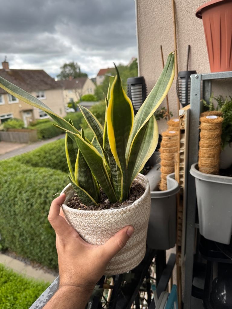 Snake Plant (Sansevieria) in Pot