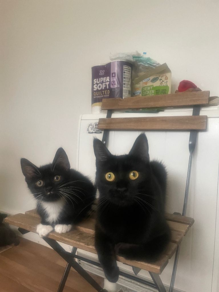 Kittens long hair