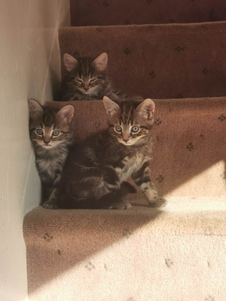 Stunning kittens for sale 