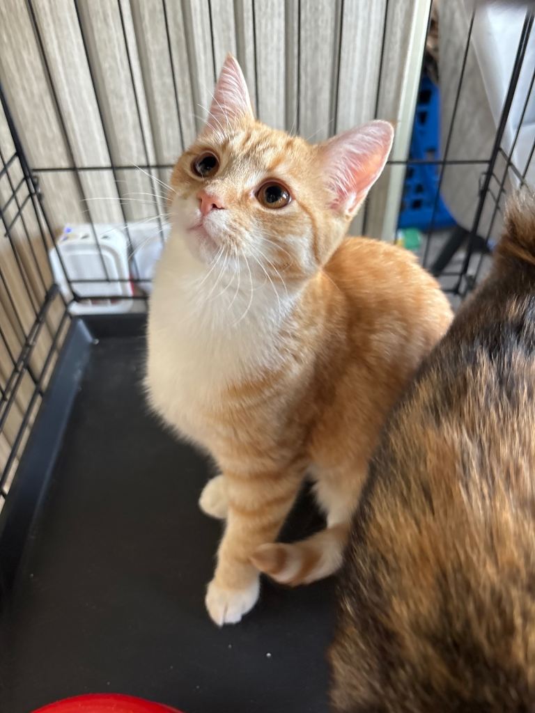 2 female kittens 5 months old 