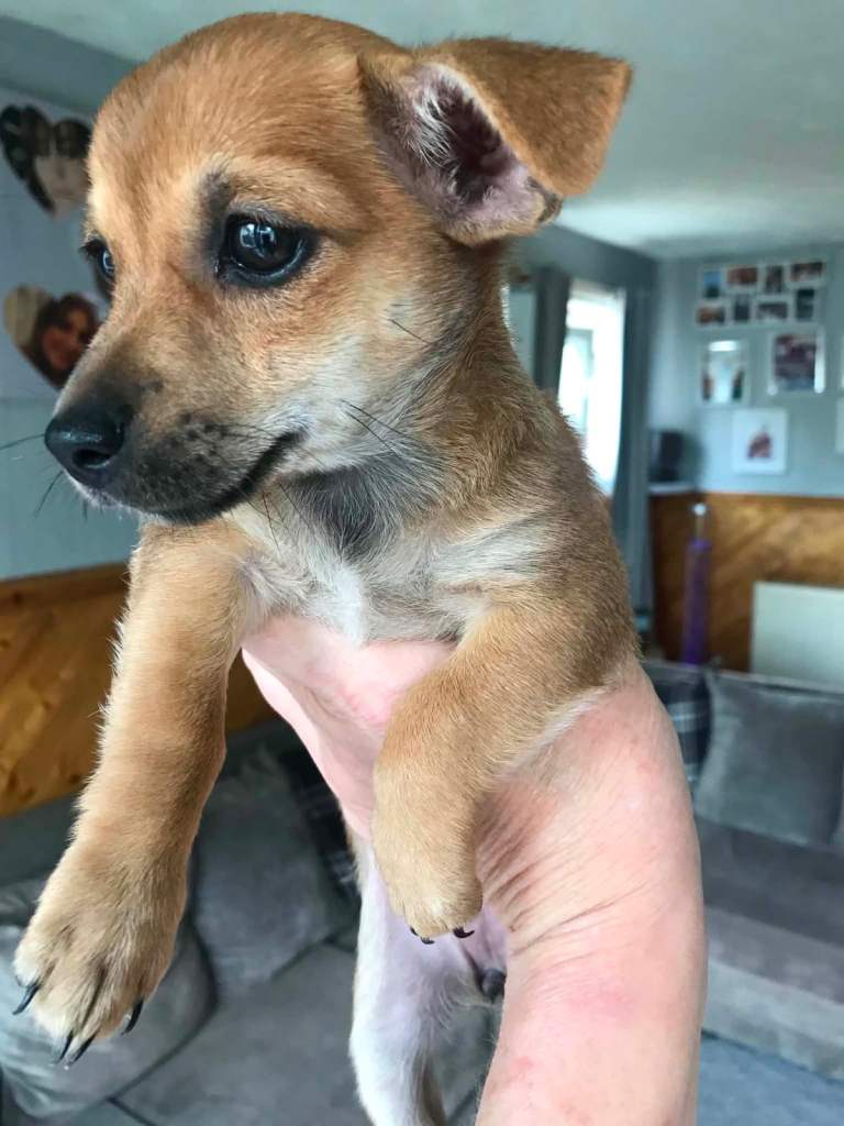 Adorable Chiweenie Puppies Looking for Loving Homes