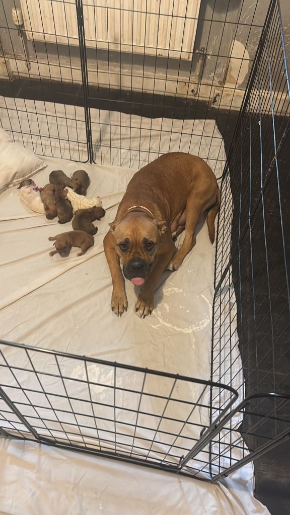 Mastiff x bullmastiff pups 