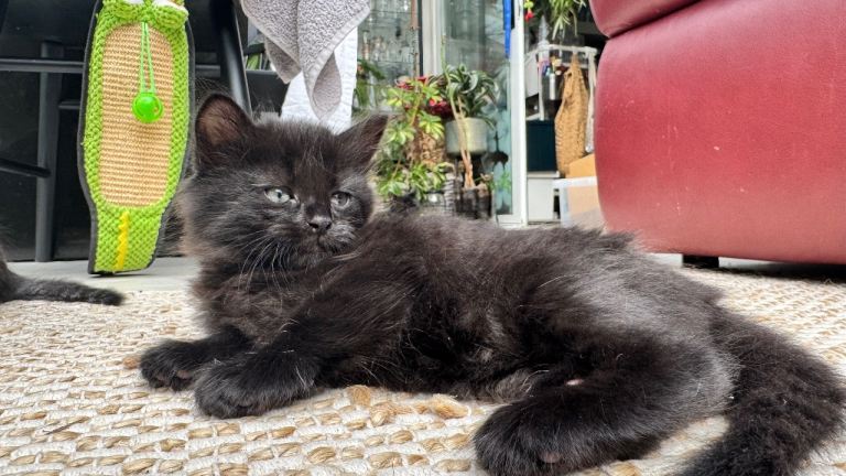 Stunning kittens, LAST AVAILABLE 