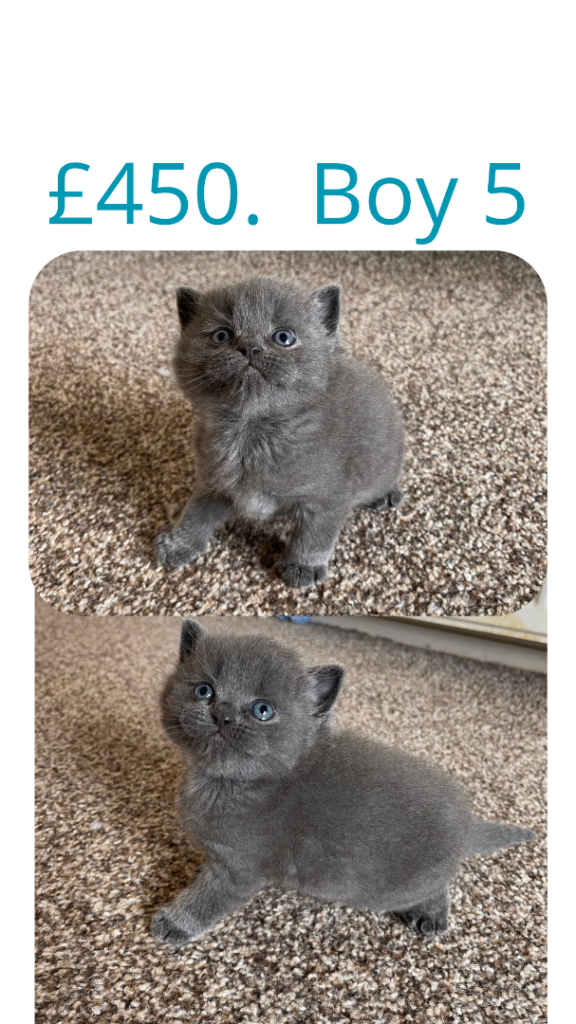 British Kittens for Sale