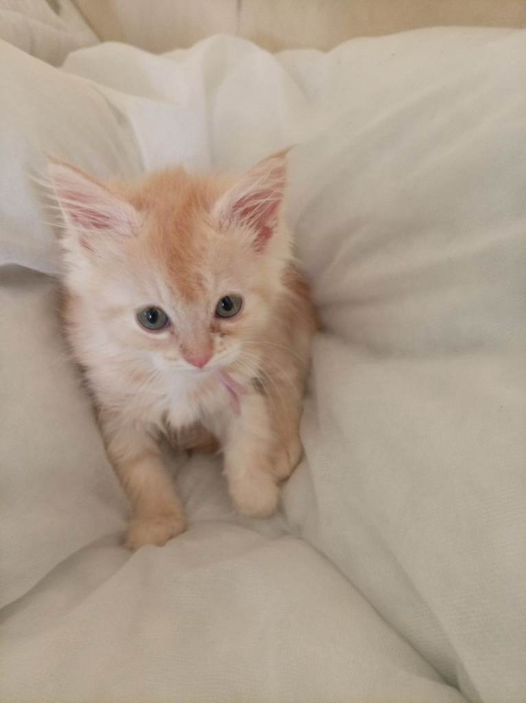 Ragdoll cross maincoon