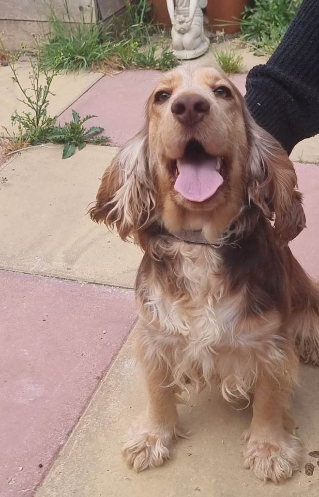 Show type Beautiful Cocker spaniel 