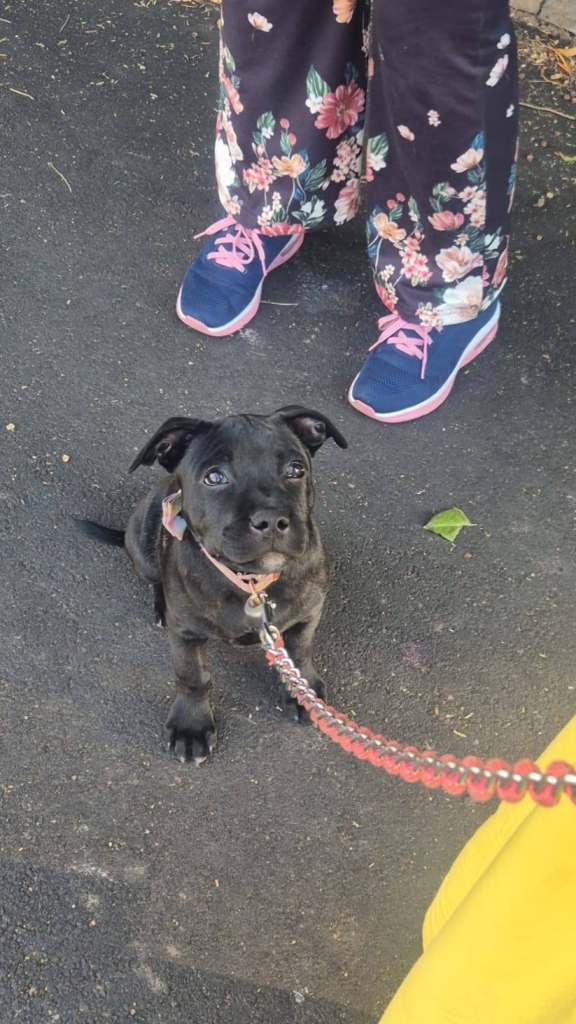 Staffordshire Bull Terrier puppy