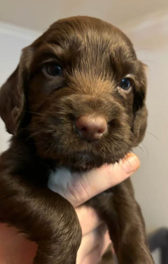 Cocker spaniel puppy 