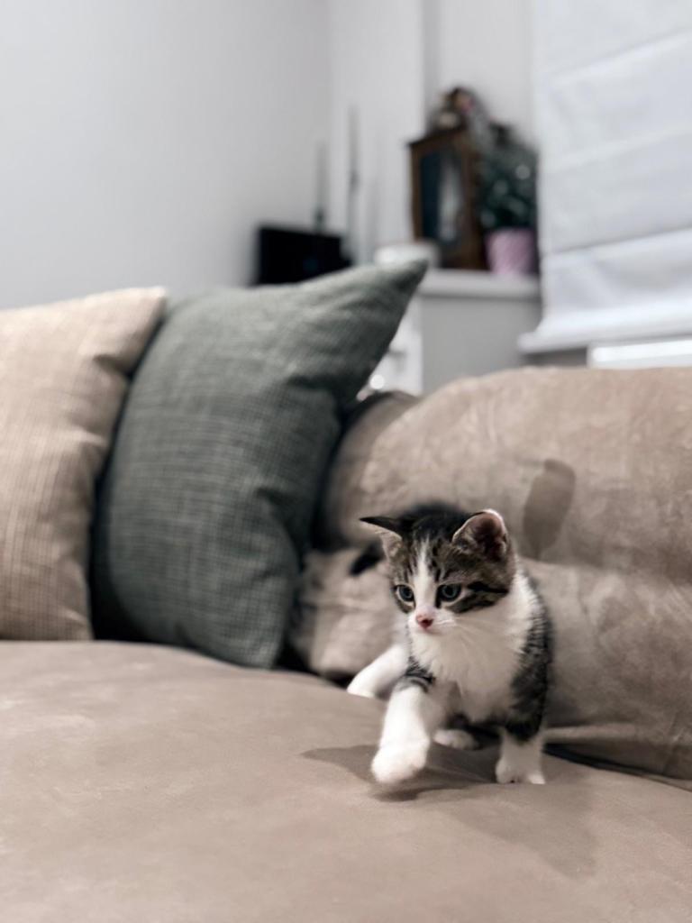 Female kitten 2 months 