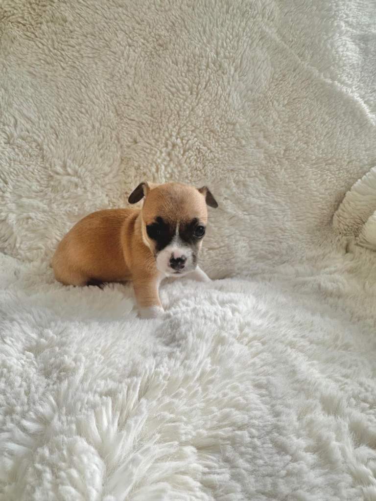 Chihuahua/Jack Russell 