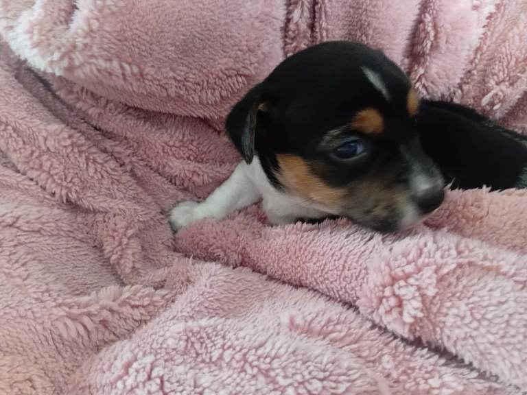 Jack russle pups 