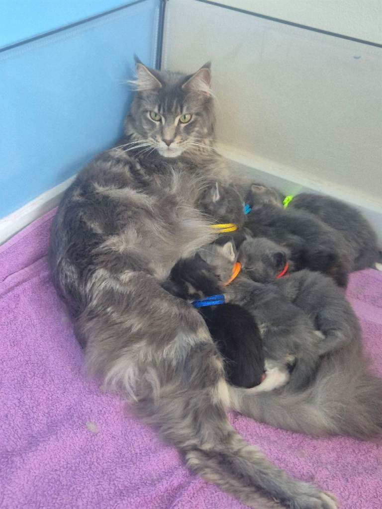 Stunning Maine Coon kittens for sale