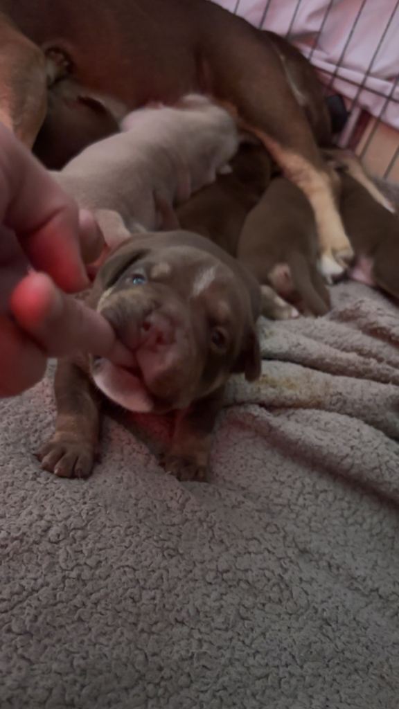 American Micro bully puppy's