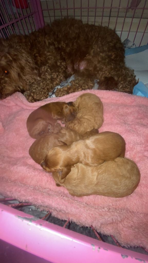 Cockapoo puppies 