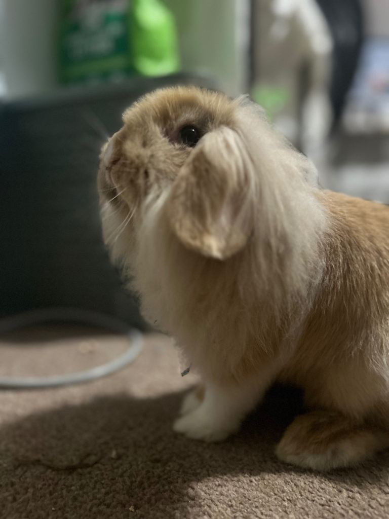 Beautiful lion lop female rabbit and cage 