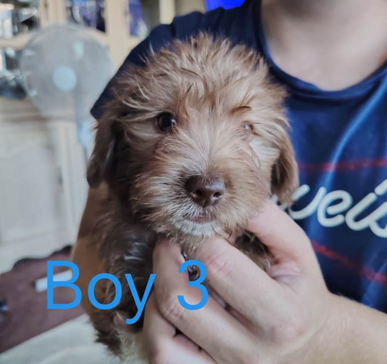 Norfolk Terrier Puppies 