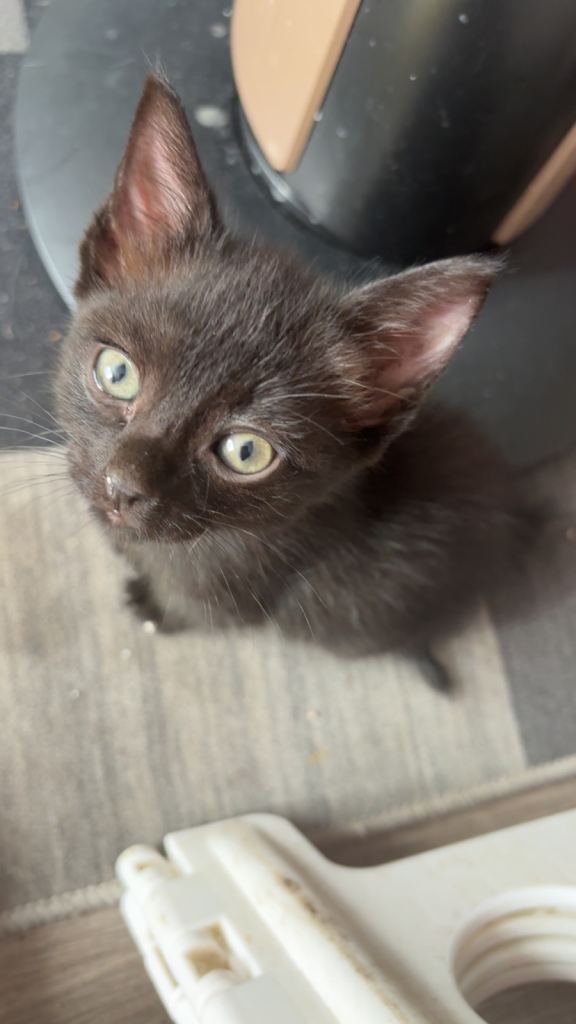 Ragamese cross kittens 