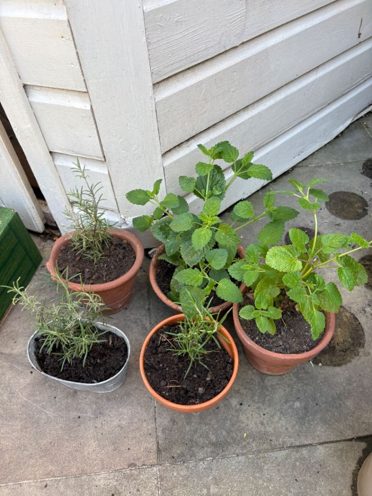 Rosemary and lemon balm in rustic terracotta pots £5 each. Rosemary in metal container £7.