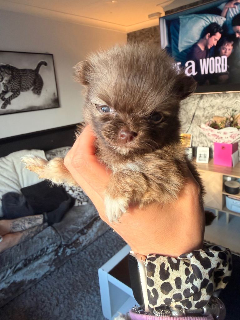 POMERANIAN PUPS