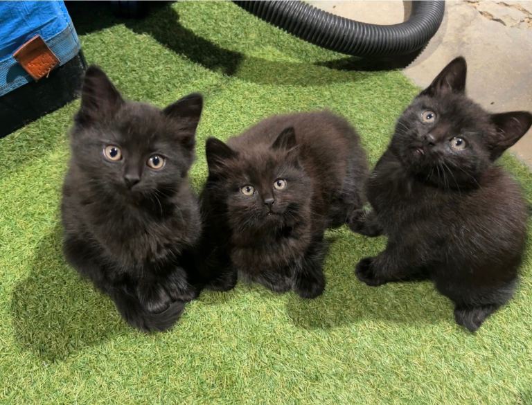 Black cats