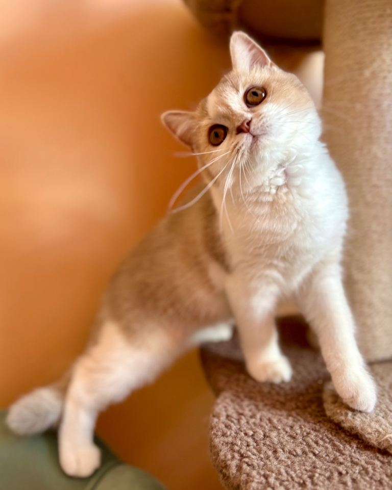 Adorable kittens