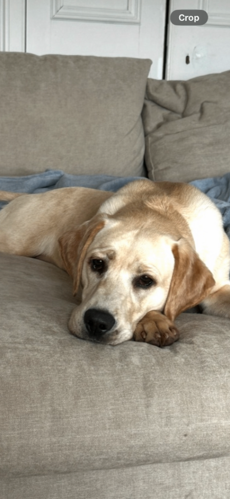 Golden Labrador 