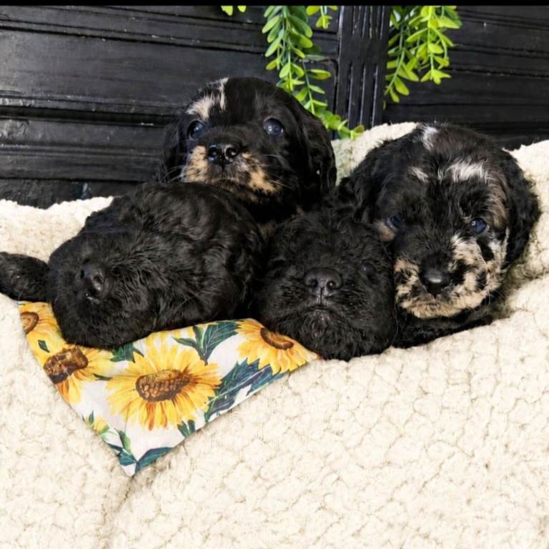 Exceptional F2B MIDI Teddybear Labradoodles