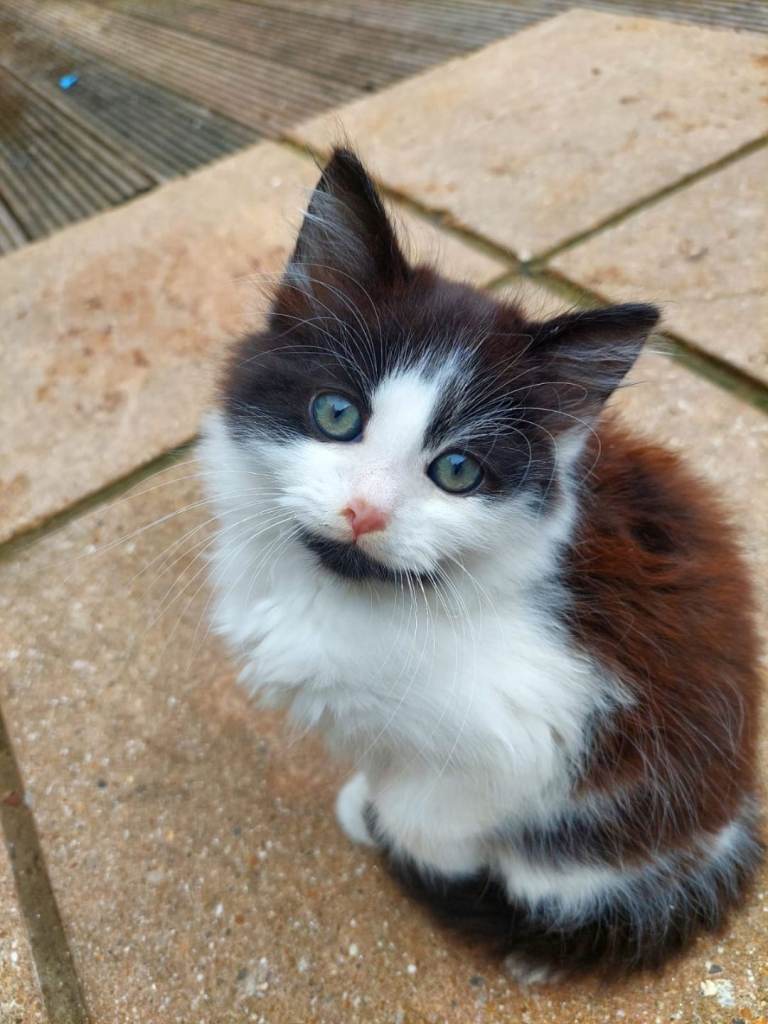 Beautiful kitten 