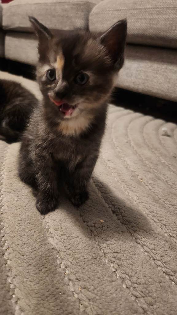 Half maincoon half domestic tom 