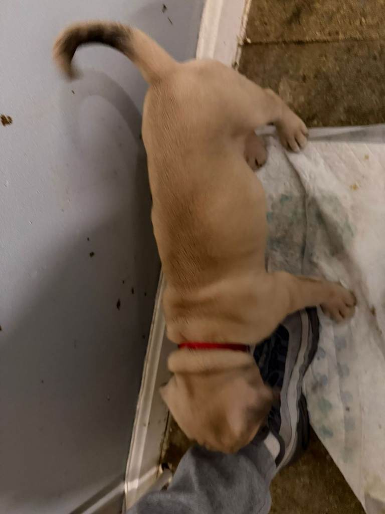 Cane corso x presa canario 