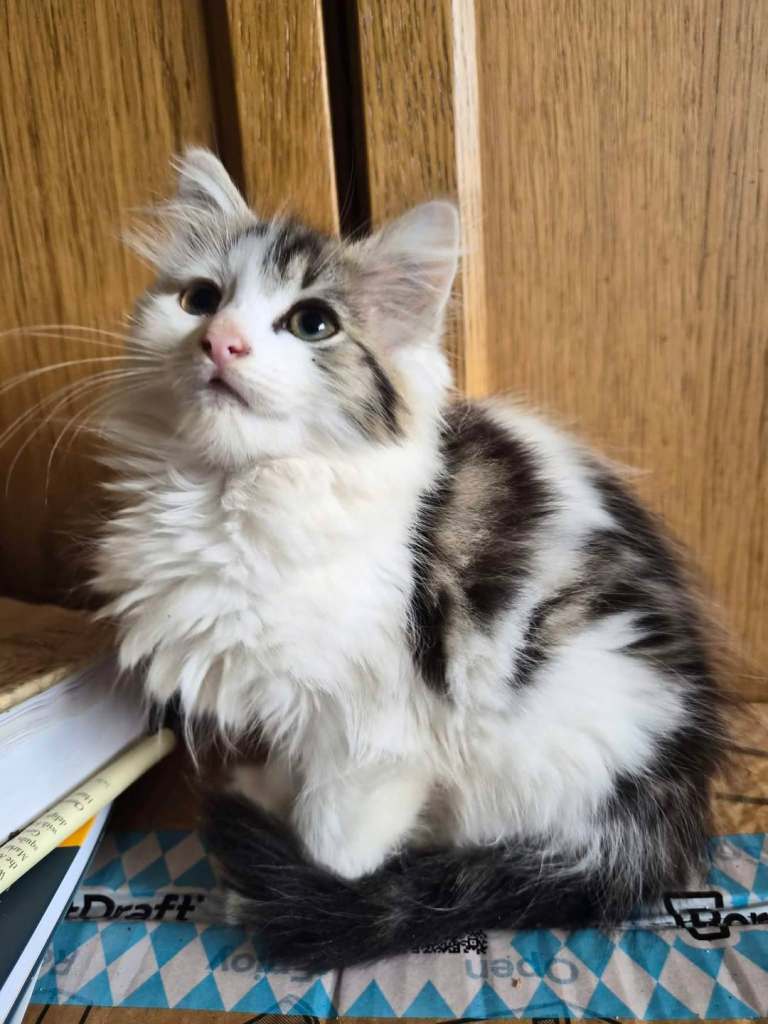 GORGEOUS KITTENS READY NOW