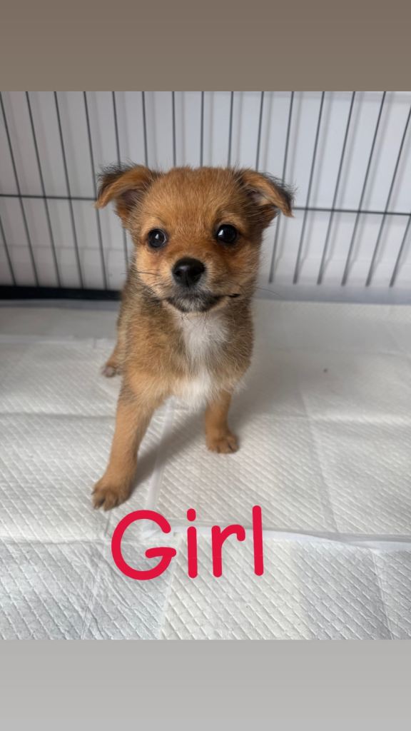 Norfolk terrier x Pomeranian 3 left READY NOW 🏡