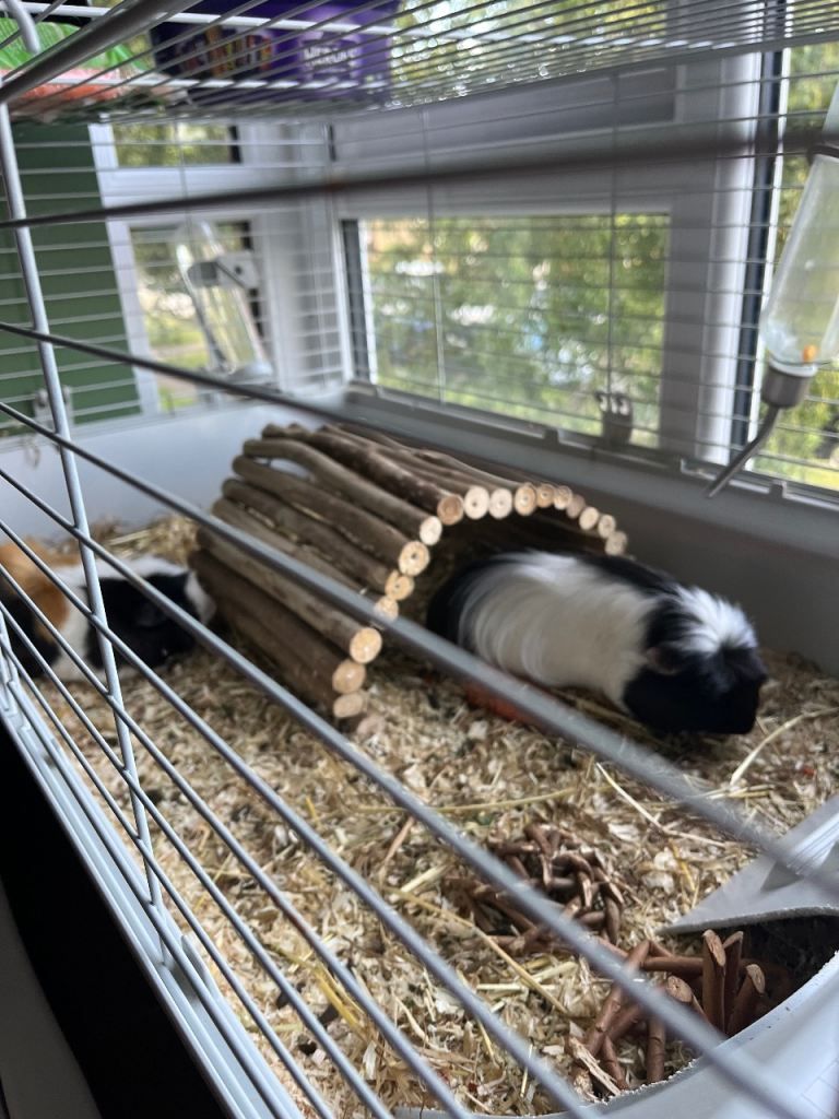 Two male guinea pigs and indoor cage