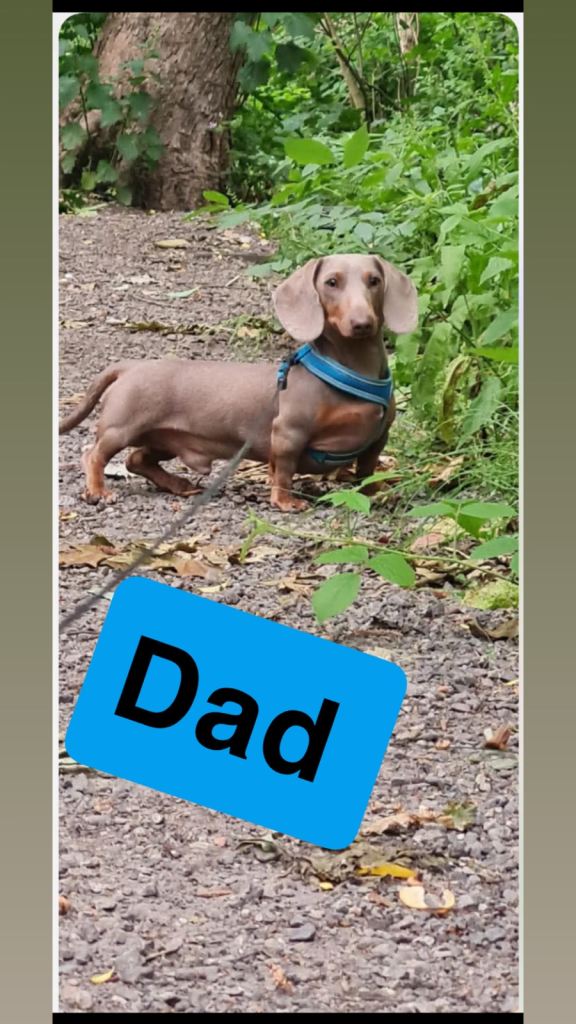 Miniature dachshunds 