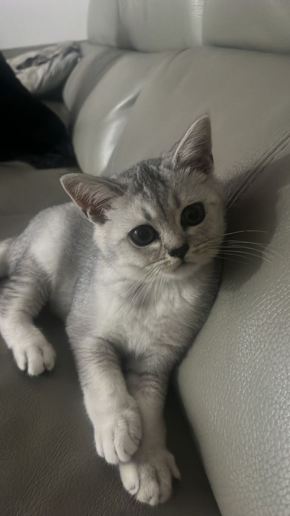 silver british shorthair 