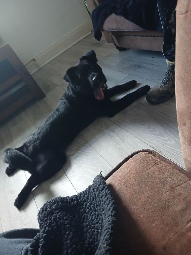 Chabrador 7 month old puppy 