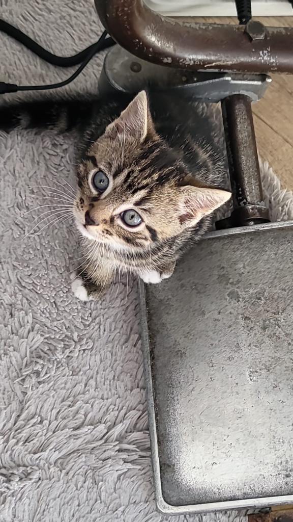 1kittens for sale