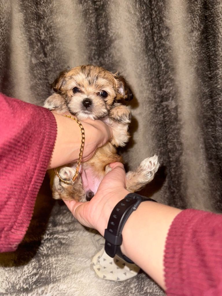 Morkie puppies 
