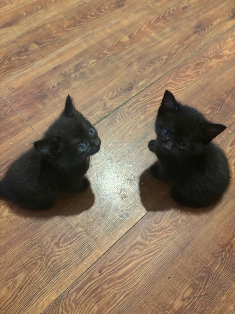 Kittens ready to be re homed 