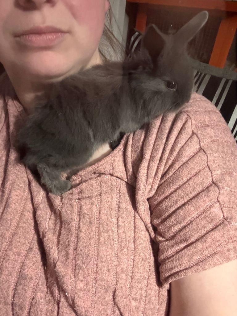 Baby mixed breed lion heads 