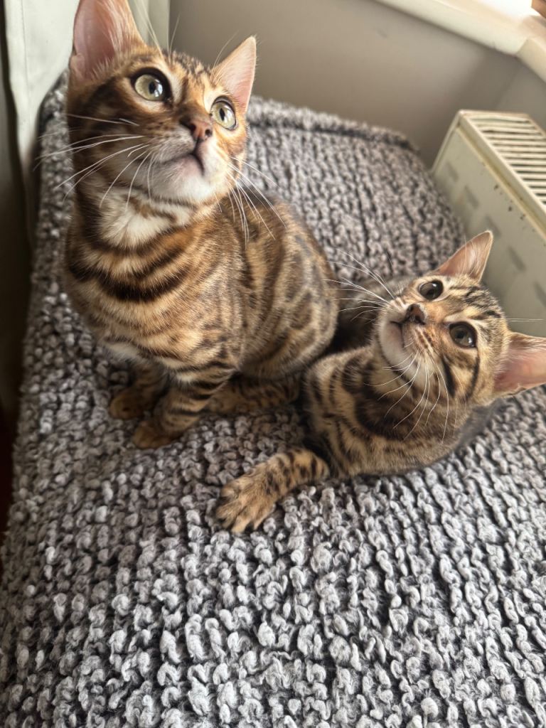 Bengal kitten 