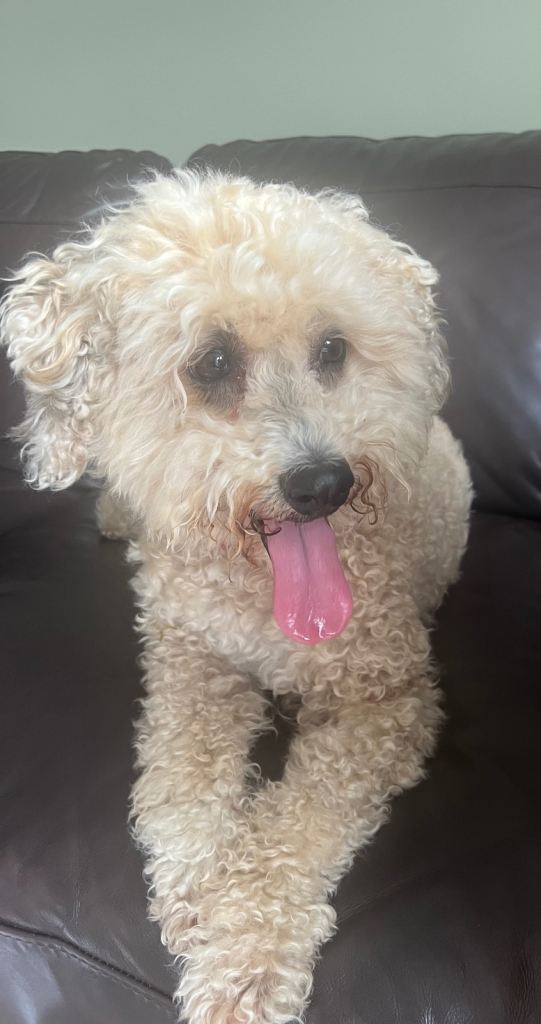 Poochon 