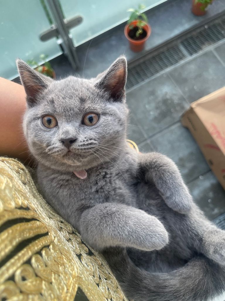 British Shorthair kittens 