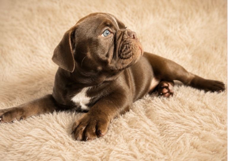 Old English bulldog female