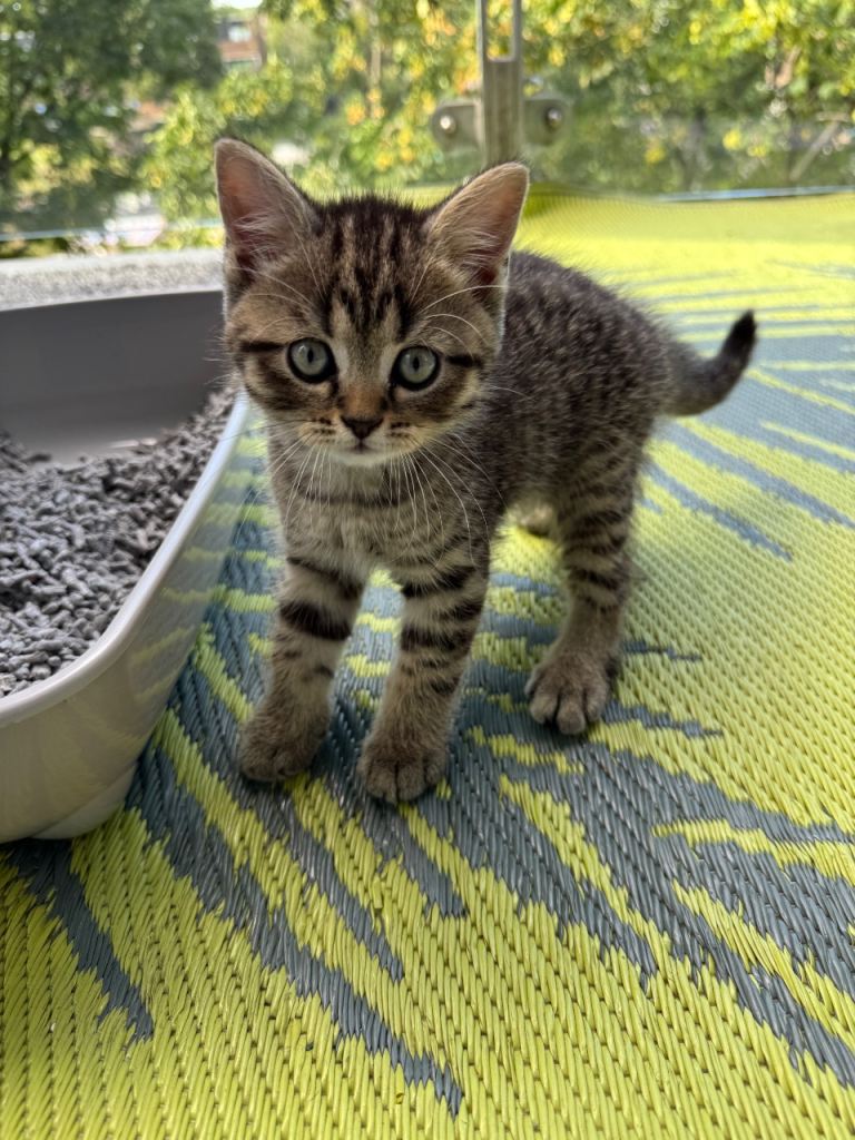     Beautiful Tabby Boy Kitten