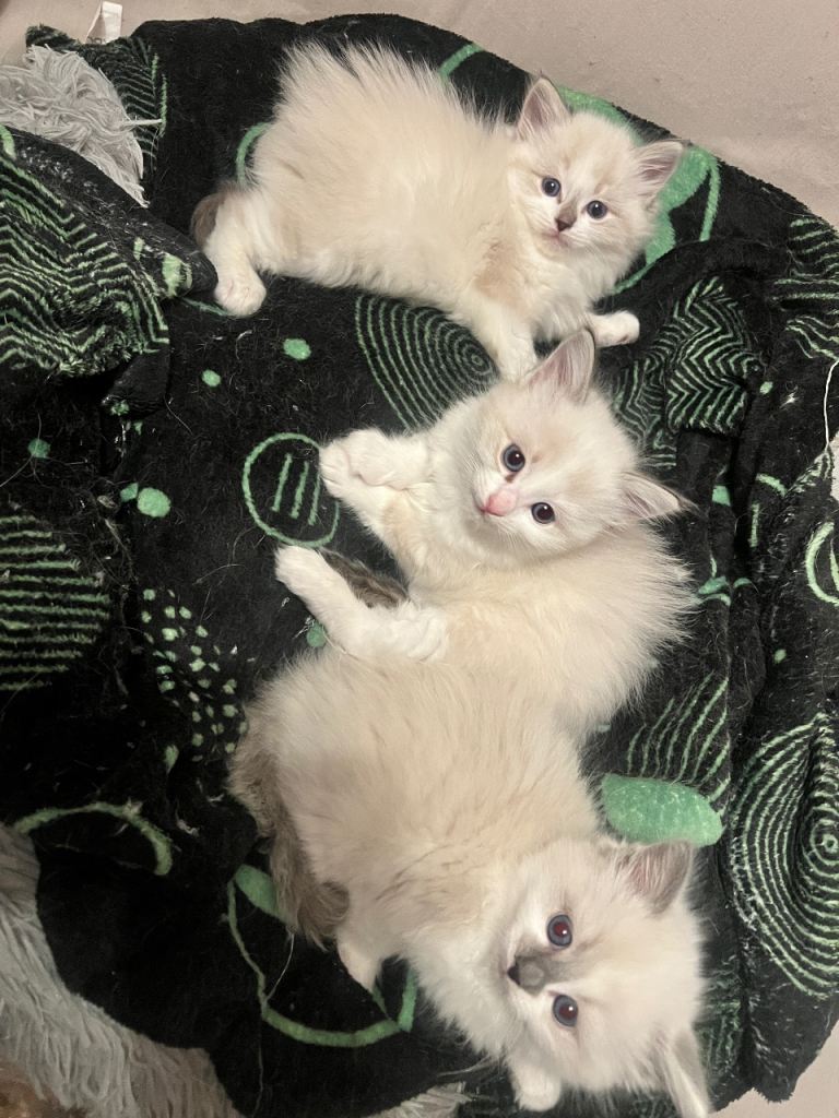 pure ragdoll kittens