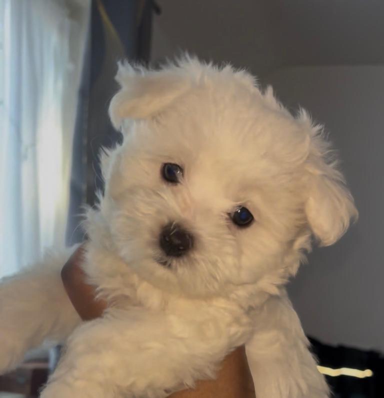 Maltese puppy for sale