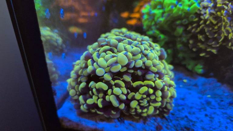 Coral frags and colonies for sale. Bristol